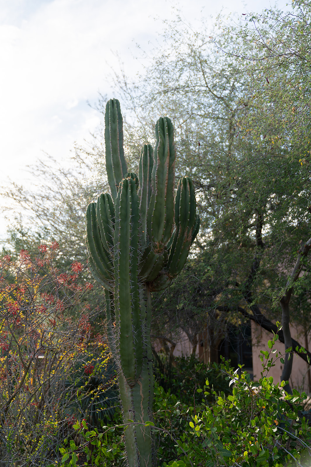 Why Get Married in Arizona?